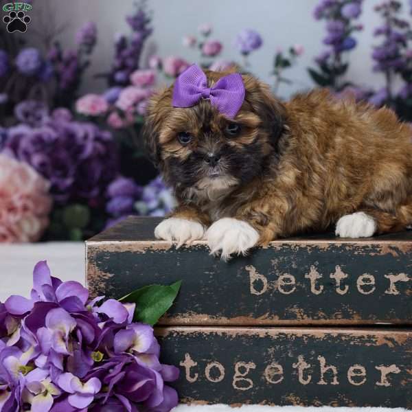 Rita, Shih Tzu Puppy